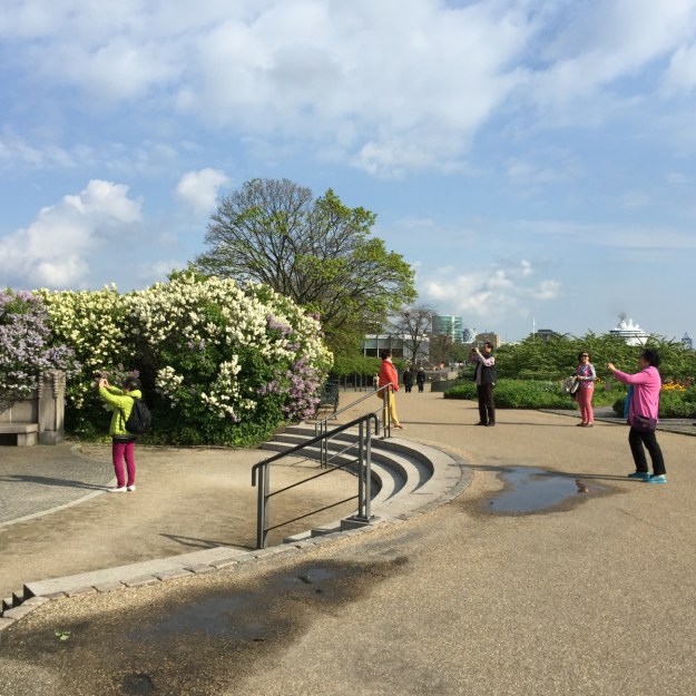 toeristen bloesem kopie_new